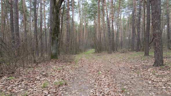 Aerial View of the Road Inside the Forest