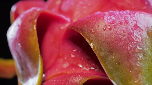 Wet Ripe Pitahaya Water Drops on Dragonfruit