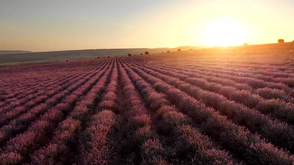 Flight Over Big Hill of Lavender Meadow at Sunset