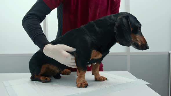 Veterinarian doctor makes a medical examination of a dachshund puppy dog in a veterinary clinic