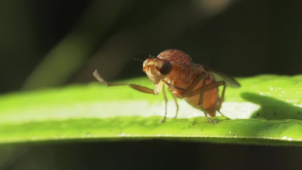 Fly On A Blade Of Grass