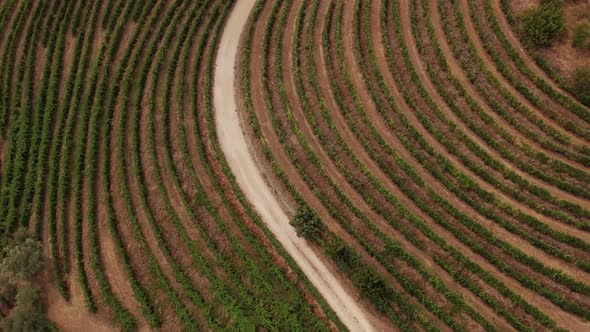 Aerial of Vineyards in Douro Valley