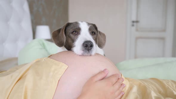 Closeup Of Pregnant Woman And Dog Lying On Her Tummy