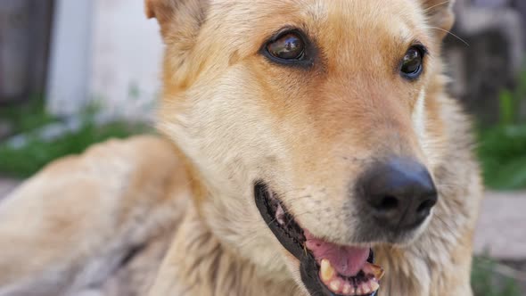 Dog Shepherd Likes Caress By Girl Stroking Head Closeup