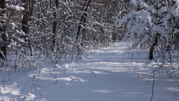 A beautiful walk through the winter forest