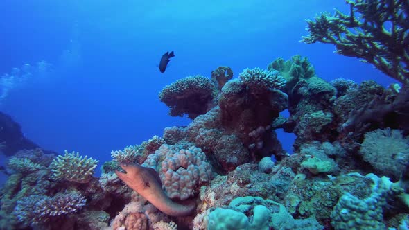 Underwater Diver with Moray