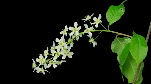 Bird-Cherry Flowers Blooming Time Lapse With Alpha Channel