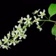 Bird-Cherry Flowers Blooming Time Lapse With Alpha Channel - VideoHive Item for Sale