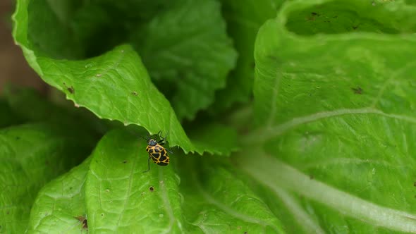 Bug Insect On Chinese Lettuce