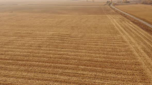 Beautiful Wheat Field on a Sunny Day