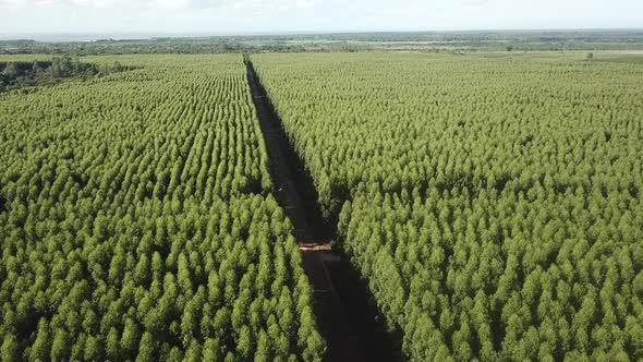 Aerial landscape of a road passing through a forest