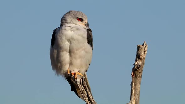 Black Shouldered Kite Perched On A Branch