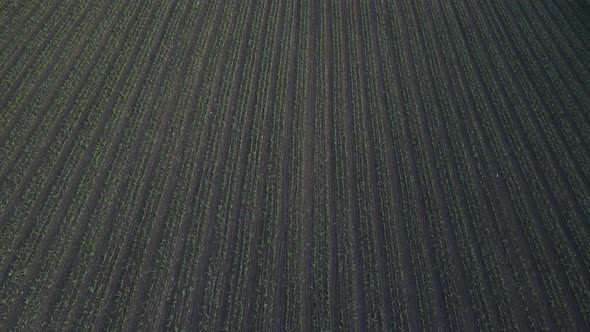The Drone Moves Very Low Over the Sprouts of Wheat on the Field