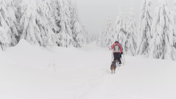 Crosscountry Skiers with a Dog Walk Down a Trail in a Snowcovered Forest Landscape in Winter