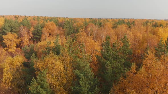 Sideways Movement Above Beautiful Autumn Forest with Deciduous and Coniferous Trees