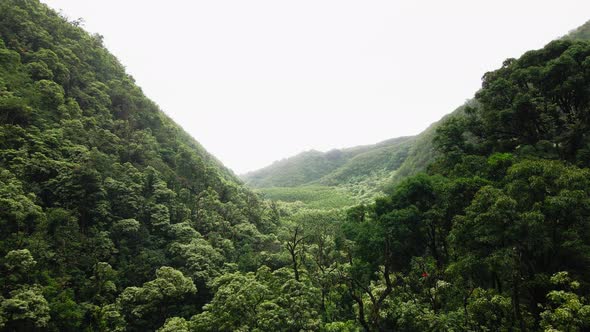 Drone footage of hills covered with evergreen rainforest, Maui, Hawaii, USA