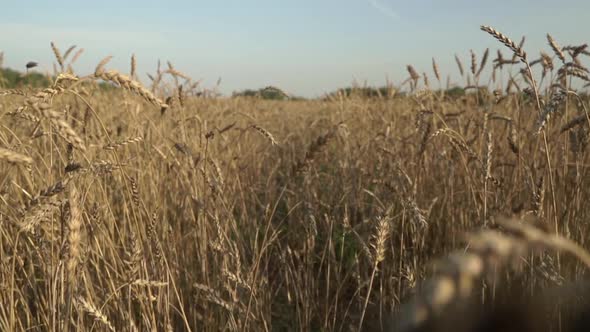 Wheat Field on an Agricultural Farm