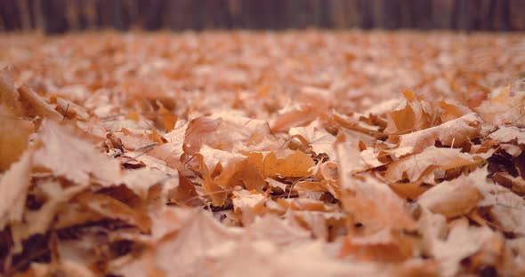 Close Up Legs Walking Outdoors in Autumn Park