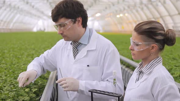 Two Laboratory Technicians Take Leaf of Plant for Research in Agro Holding