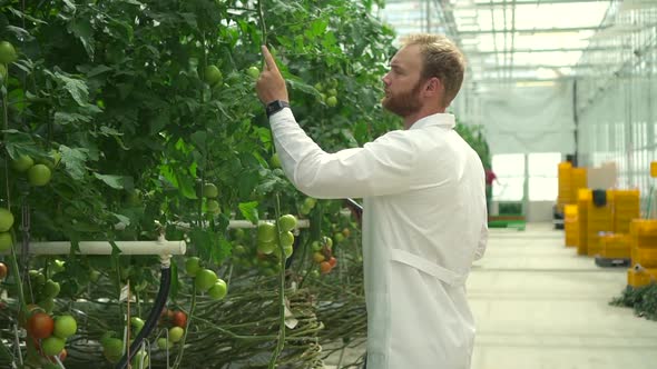 Hydroponic Greenhouse View of Man Agronomist Working with Vegetables and Tablet on Farm Spbd