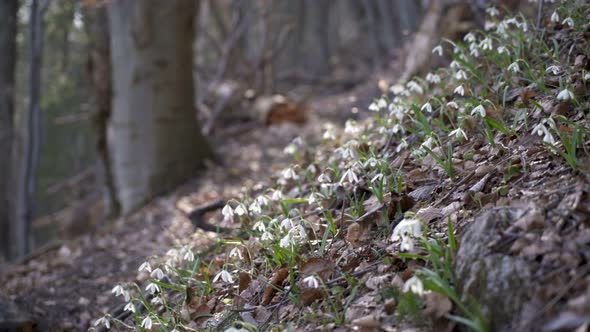 Snowdrops in forest