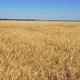 Wheat field. Video filmed by a drone flying over wheat - VideoHive Item for Sale