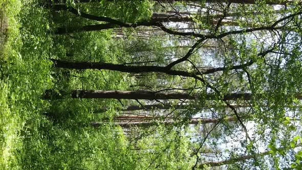 Vertical Video Aerial View Inside a Green Forest with Trees in Summer