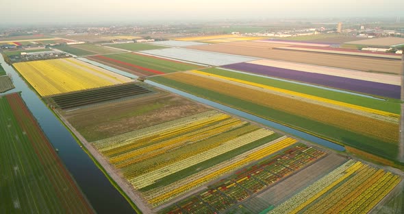 Aerial view of rows of tulips in Keukenhof botanical garden, Lisse, Netherlands.