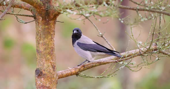 Magpie Crow Bird Sitting on a Branch in a Tree