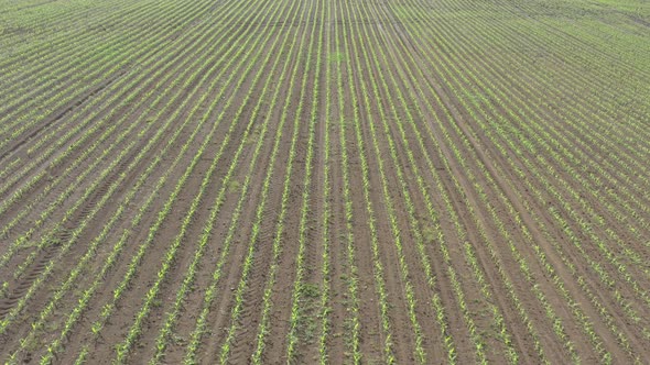 Flying over spring crop of sweet corn Zea mays 4K drone video