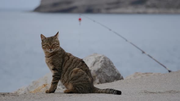 Street Cats Sitting on the Pier