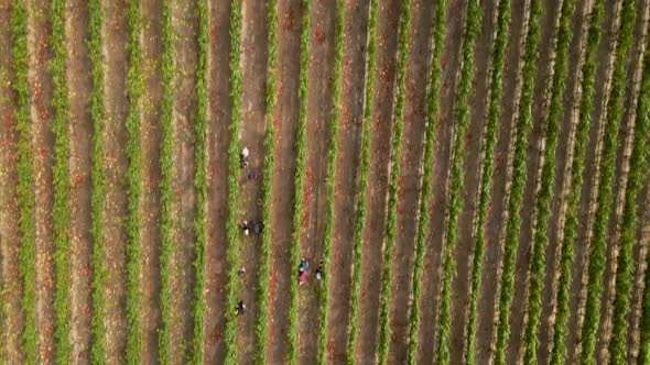 Overhead aerial view of people harvesting grapes in a vineyard in the Leyda Valley, Chile
