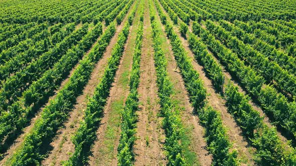 Aerial Flight Over Green Vineyards in Ukraine