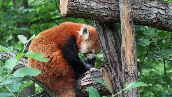 Red panda (Ailurus fulgens) on the tree. Cute panda bear in forest habitat.