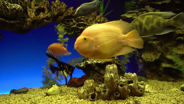 A Flock of Tropical Fish Swims Near a Coral Reef in the Sun