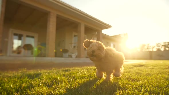 Toy Poodle Puppy Runs in Evening Sunshine Slow Motion