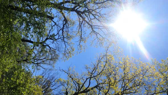 Vertical Video of the Forest in the Spring on a Sunny Day