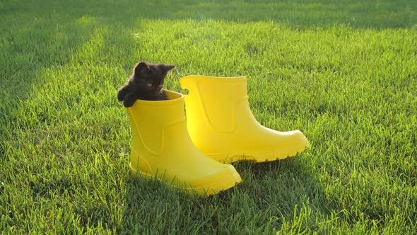 Cute Kitten in a Yellow Boot on the Lawn