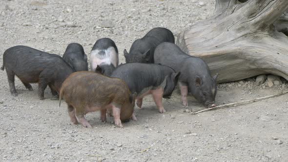 Close up of cute piglets family foraging for food in soil ground at farm