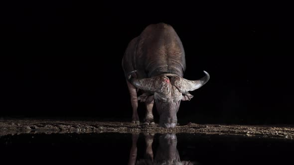 Cape Buffalo at night approaches dark pond to drink water, side lit