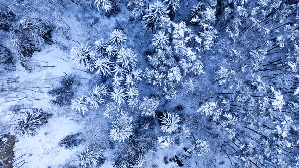 Snowy forest in winter. Aerial view of wildlife in Poland