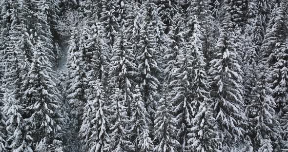 Drone Towards Snow Covered Fir Trees In Forest