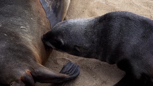 A huge seal colony in Namibia