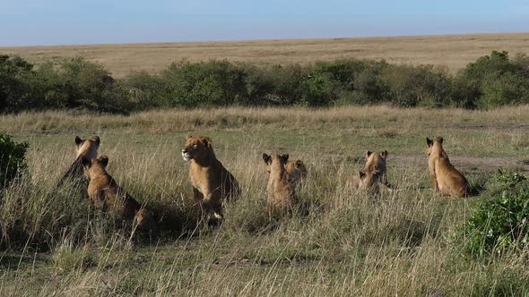 980401 African Lion, panthera leo, Group in Savannah, Masai Mara Park in Kenya, slow motion