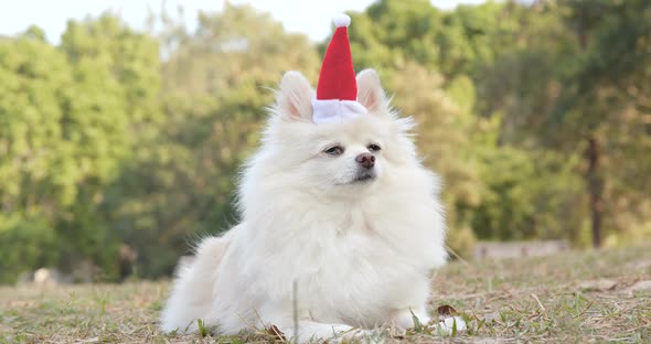 White Pomeranian dog wearing Santa Claus hat lying on the grass
