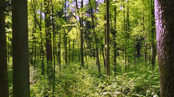 Flying Between the Trees in the Spring Forest