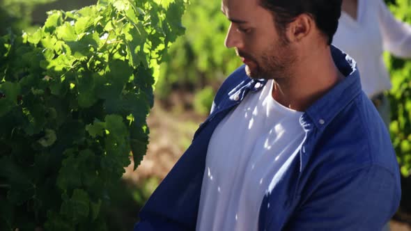 Couple in vineyard during harvest season