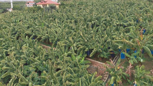 Banana plantations. Growing and cultivating bananas fruit trees
