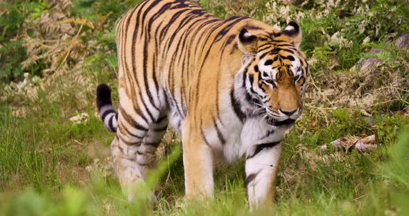 Tiger Walking in Forest