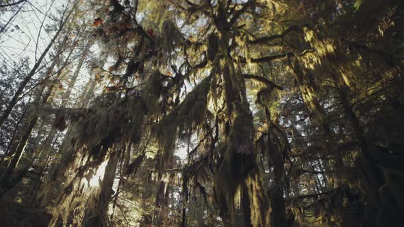 Ancient cedar tree covered by moss, Cathedral Grove park on Vancouver Island, Wide shot